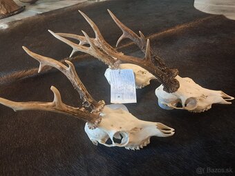 Trofeje, trofej, parozie, parohy, srnci - 2