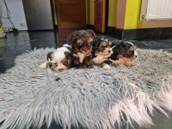 yorkshirsky terier, yorkshire s PP - 2