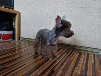 yorkshire, yorkshirsky terier s PP - 2