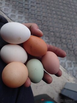 Domáce vajíčka - 2
