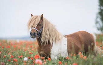 Hřebec mini Shetland pony s PP - 2