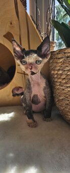 Devon rex kocourek s průkazem původu - 2