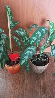 Aglaonema - izbová rastlina - 2