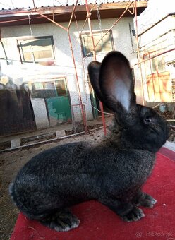 Belgické obry s PP aj bez - 2