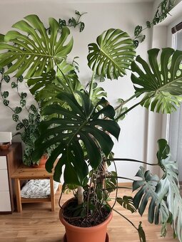 Monstera - 2