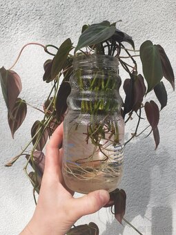 Philodendron scandens micans - 2