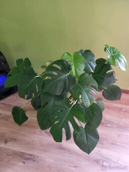 Monstera - 2