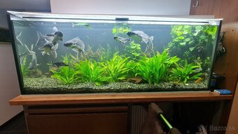 Predam velke akvarium 60x60x160 - 576 l. - 2