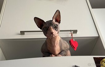 Sphynx - 2