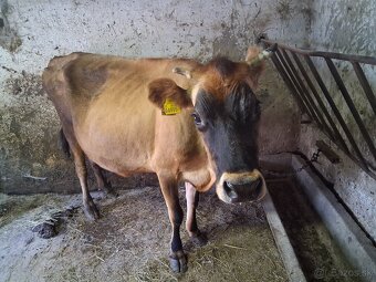 Jersey - 2