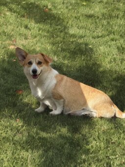 Corgi - 2