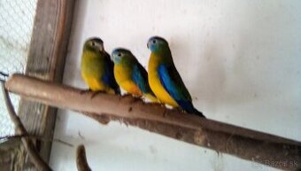 Neofema tyrkysová - 2