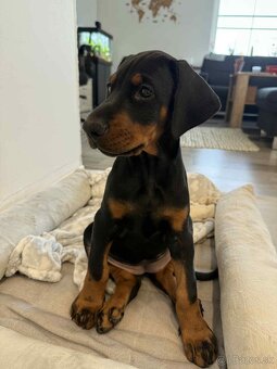 Doberman s PP - 2