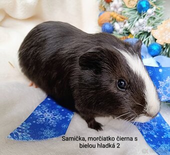 Morča/Morčiatko samička - 2