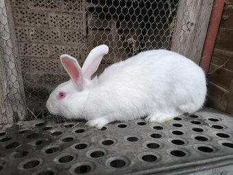 Predám králiky domáce (hyla) - 2