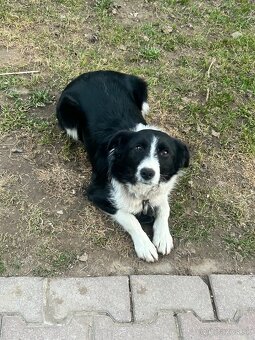 Darujem 7 mesačnú sučku - 2