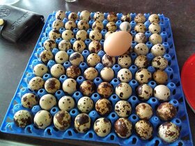 Prepelice japonské a prepeličie vajíčka nasadové a konzúmné - 2
