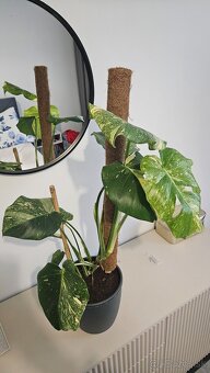 Velka Monstera Thai - 2