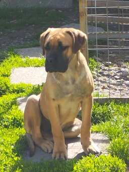 CaneCorso - 2