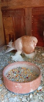 Predám parku český hrvoliak papučatý - 2