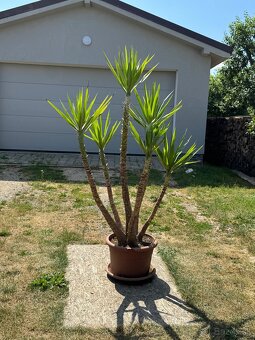 Juka obrovská – Yucca elephantipes (6-kmeňová, cca 180 cm) - 2