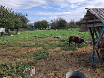 Kamerunsky baran - 2