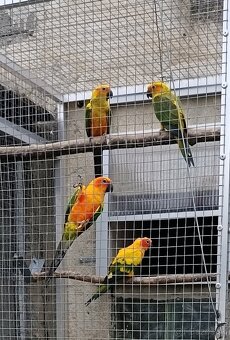 Aratinga slnečná - 2