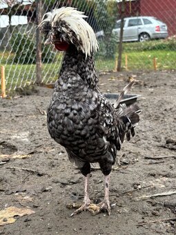 Holanďanka zdrobnelá - 2