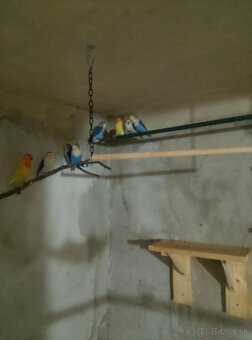 Agapornis Fisher - 2