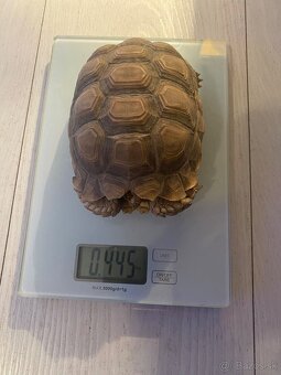 Ostrohata suchozemska korytnačka - 2