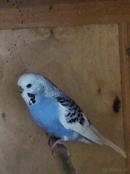 Polovýstavná andulka - 2