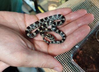 Predaj užoviek červených - 2