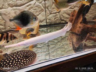 platyrhincus albino red eye+arowany - 2