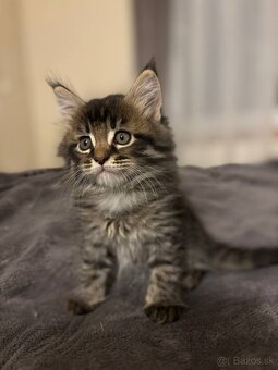 Maine coon mačiatka k odberu - 2