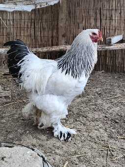 Brahmanky - 2