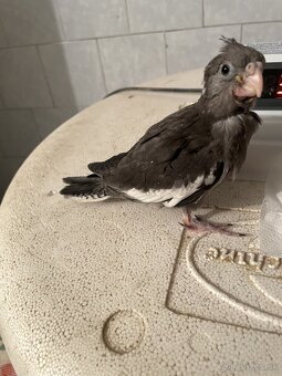 korela na rucne dokrmenie - 2