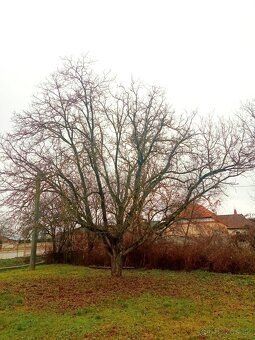 Predám orechové drevo - 2