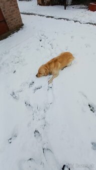 Zlatý retriever - 2