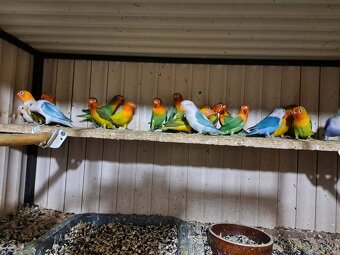 Agapornis Fischeri - 2