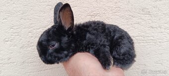 Zakrslý králik - 2