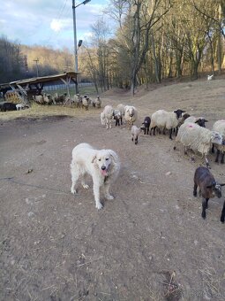 Slovenský čuvač - 2