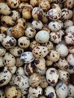 Prepelice - nasadové vajíčka - 2