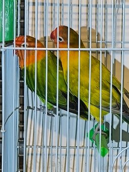 Agapornis Fischer - 2