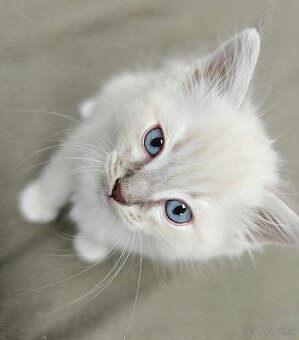 Ragdoll - 2