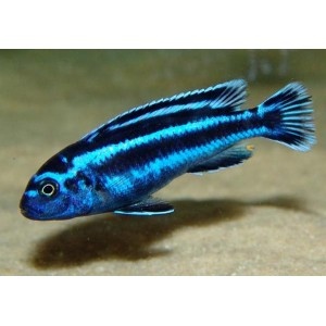 Africke cichlidy - 2