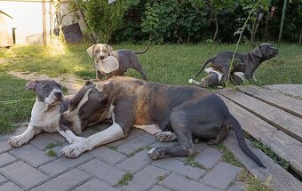 American bully XL, Americký stafordsirsky terier - 2