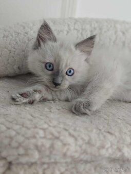 Ragdoll mačiatka - 2