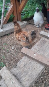 Hodvábnička kohút - 2