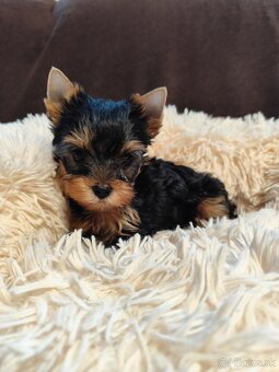 Yorkshire terrier, York, Yorkshirský teriér - 2