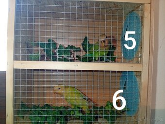 Predám agapornisov ružovohrdlých - 2